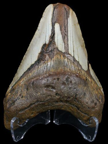 Bargain, Megalodon Tooth - North Carolina #54780